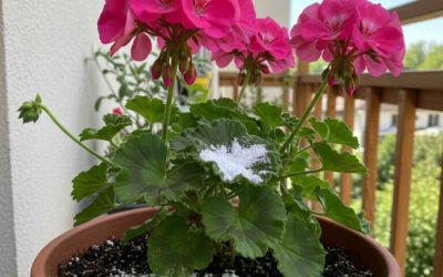 En sked räcker för att få så många blommor att blomma – hemligheten bakom dina växters skönhet