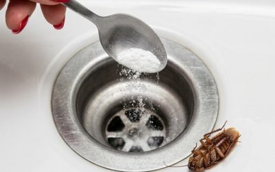 Jag hittade en kackerlacka och några andra i huset: de är tillbaka! Som tur är har jag ett idiotsäkert knep: så här använder du det. Bara en