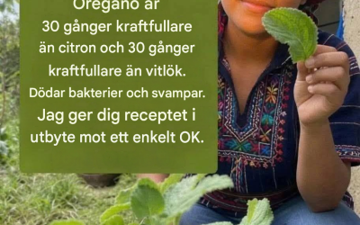 En komplett guide till vitlöks- och oreganote: en traditionell örtdryck för dagligt välbefinnande